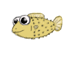 kugelfisch1